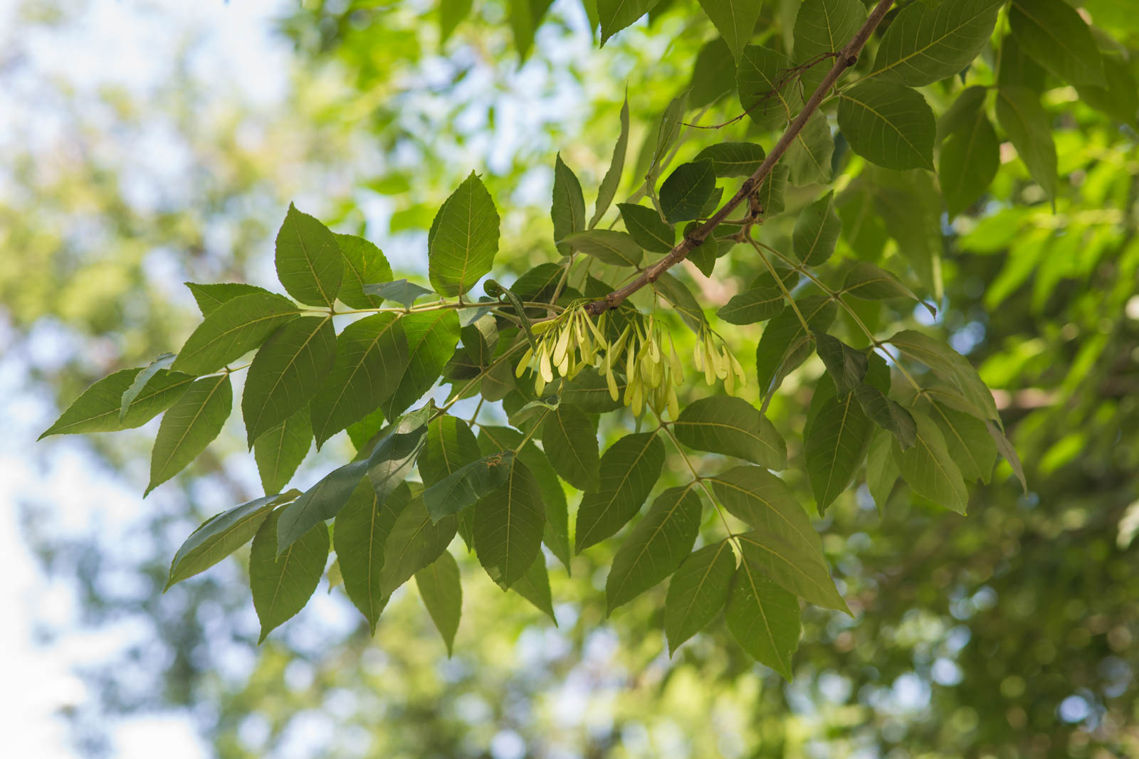 Grønne askeblade i forårslys