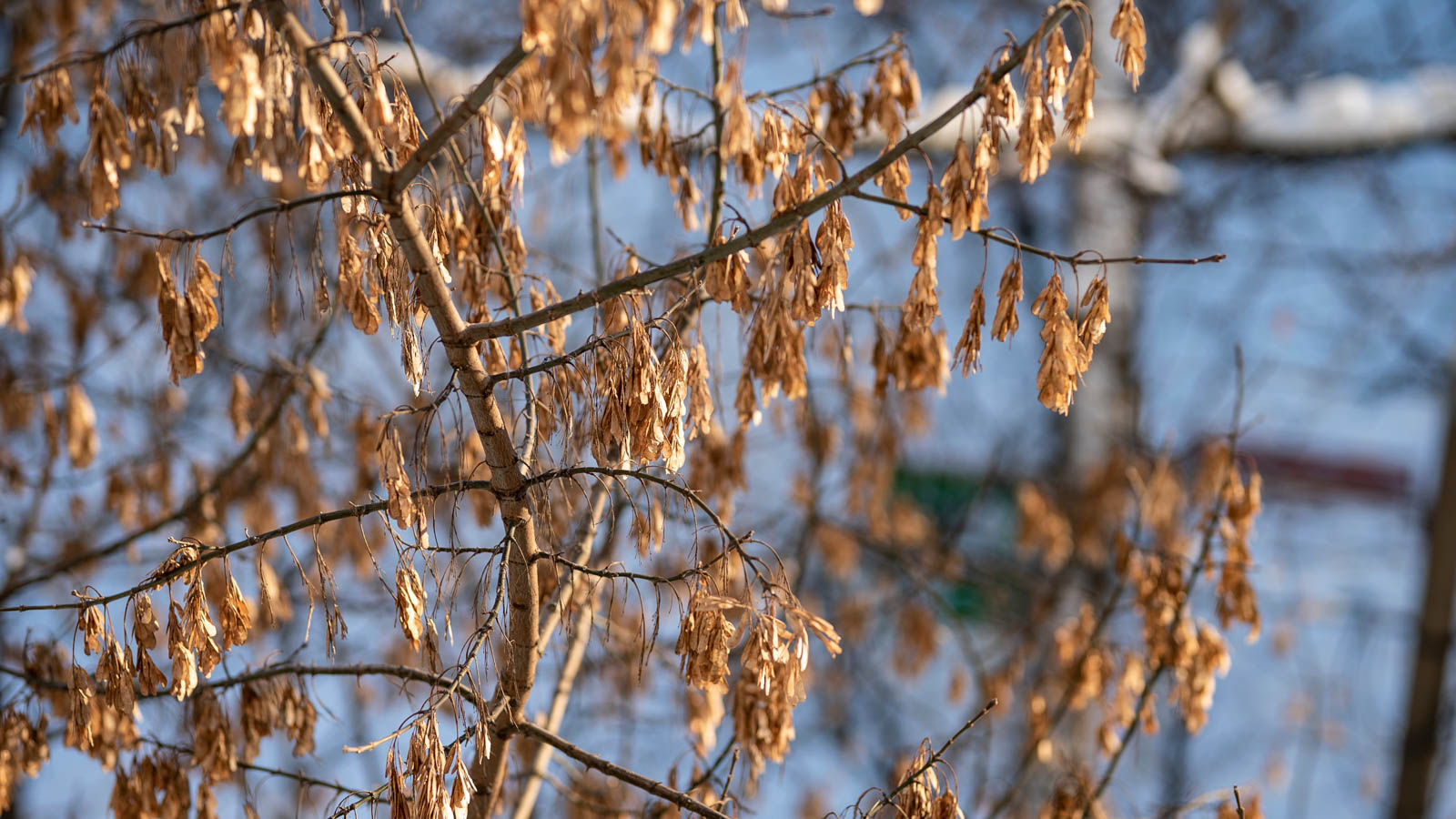Asketræets vingefrugter hænger på grene i efterårslys