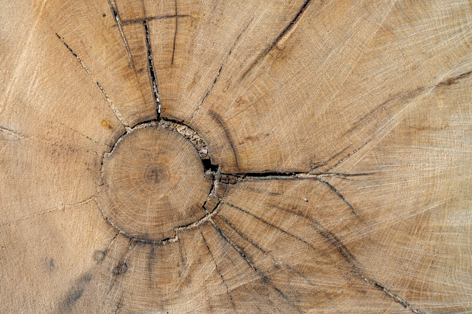 Tværsnit af eg stamme med tydelige årringe og revner