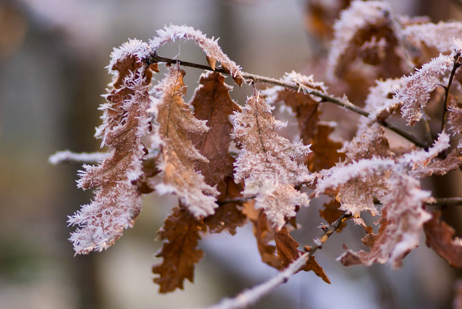 Egeblade dækket af frost en vinterdag