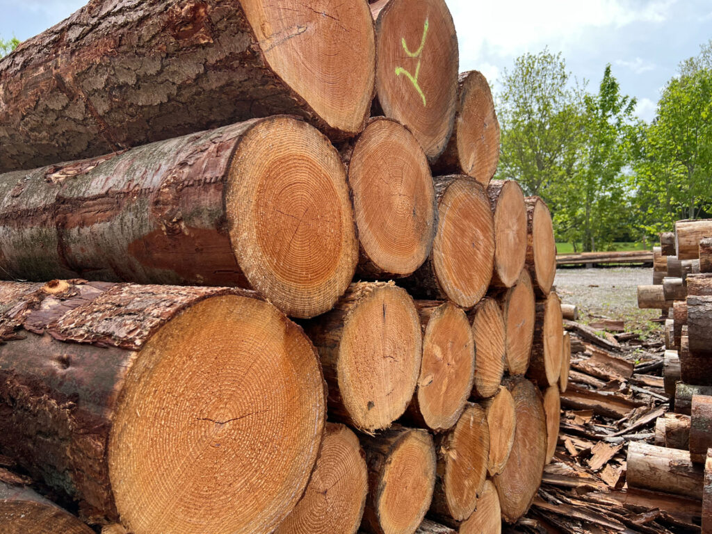 Stabler af nyskårne træstammer ved savværket