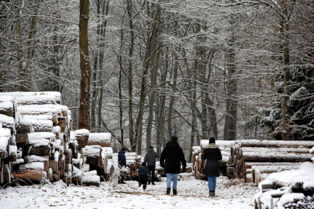 Familier går blandt juletræer i sneklædt skov