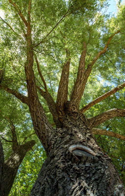 Asketræ set nedefra med grønne blade og sollys mellem grenene