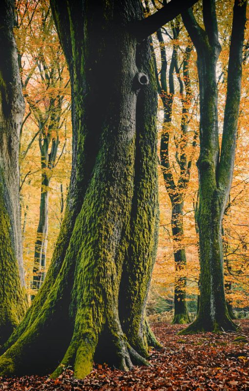 Bøgeskov med gyldne blade i efteråret