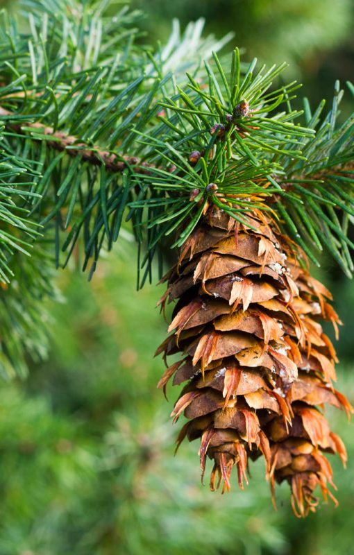Douglasgrankogle på gren med grønne nåle