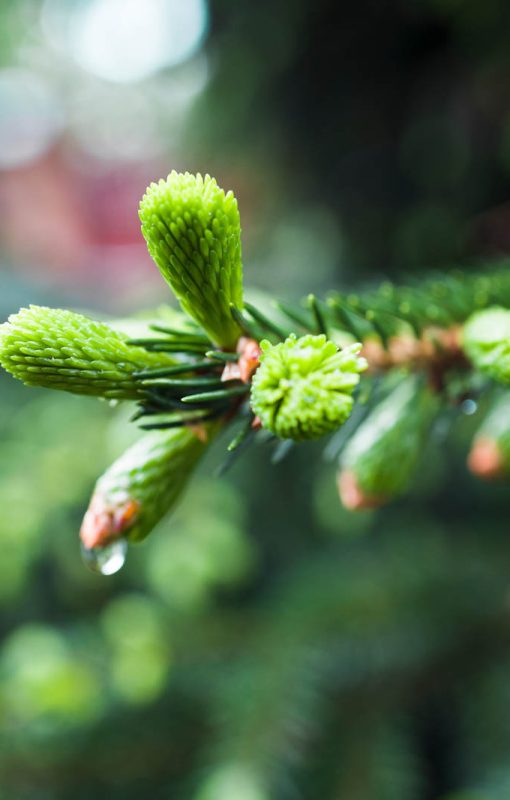Friske lysegrønne skud på en ung gran