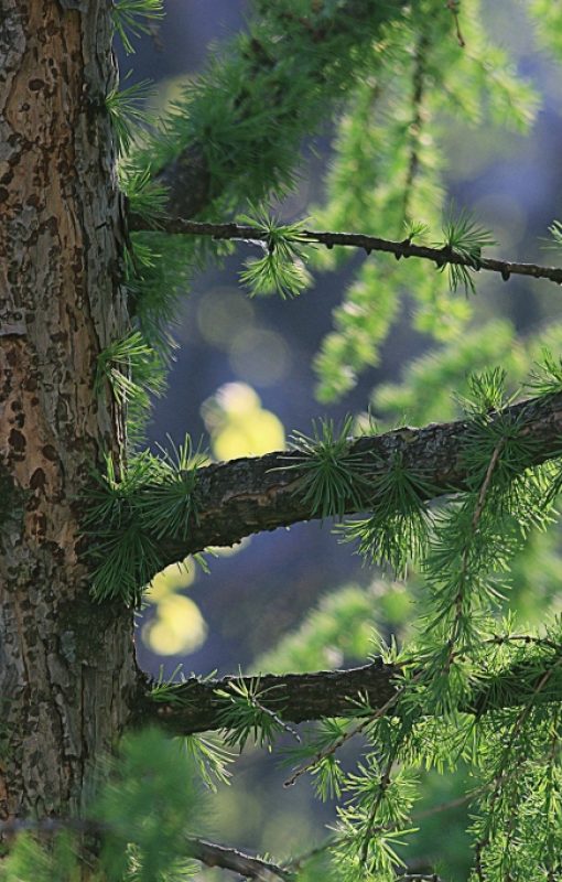 Lærketræ med stamme og grønne nåle i skovmiljø.